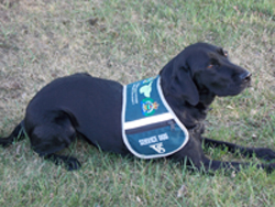 Victim Service Dog - Lucy