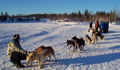 sleigh dogs
